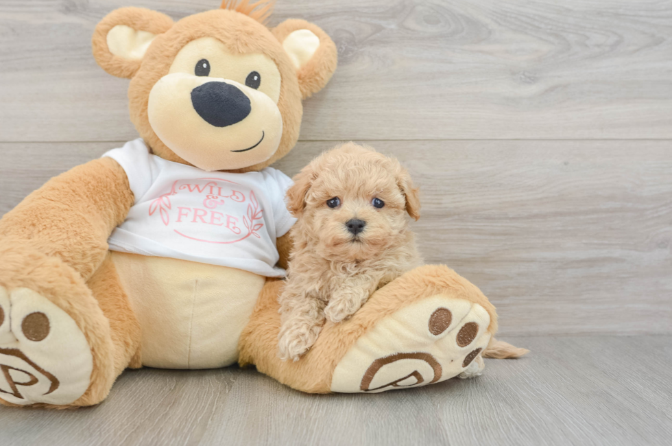 5 week old Maltipoo Puppy For Sale - Simply Southern Pups