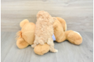 Popular Maltipoo Poodle Mix Pup