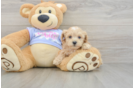 Energetic Malt a Poo Poodle Mix Puppy