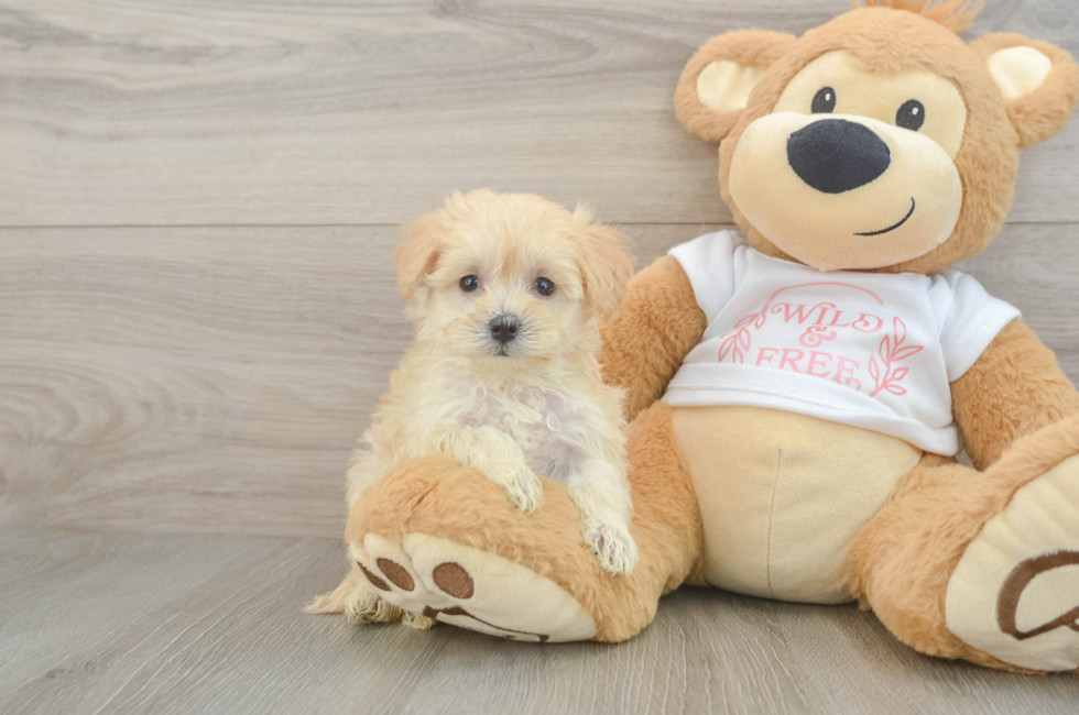 6 week old Maltipoo Puppy For Sale - Simply Southern Pups