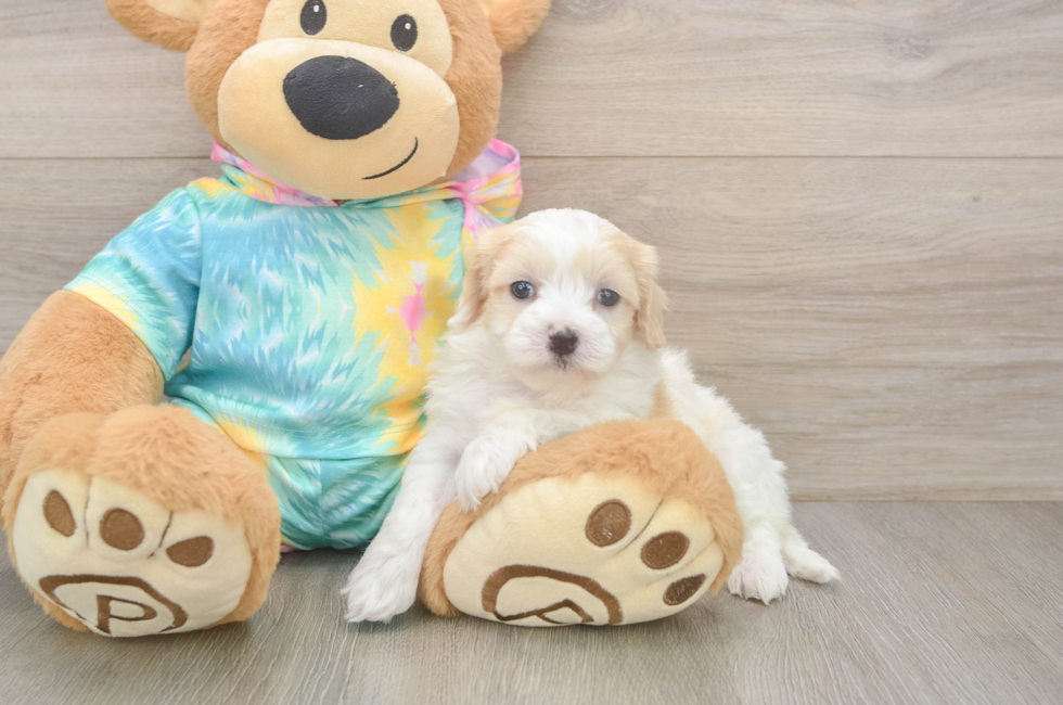 5 week old Maltipoo Puppy For Sale - Simply Southern Pups
