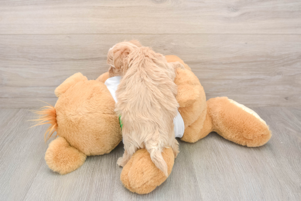 Energetic Multipoo Poodle Mix Puppy