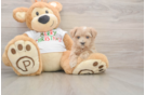 Petite Maltipoo Poodle Mix Pup