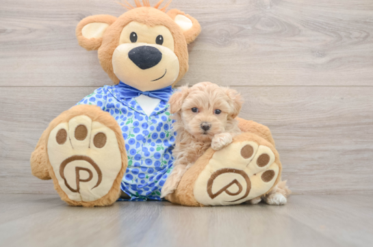 Little Malt a Poo Poodle Mix Puppy
