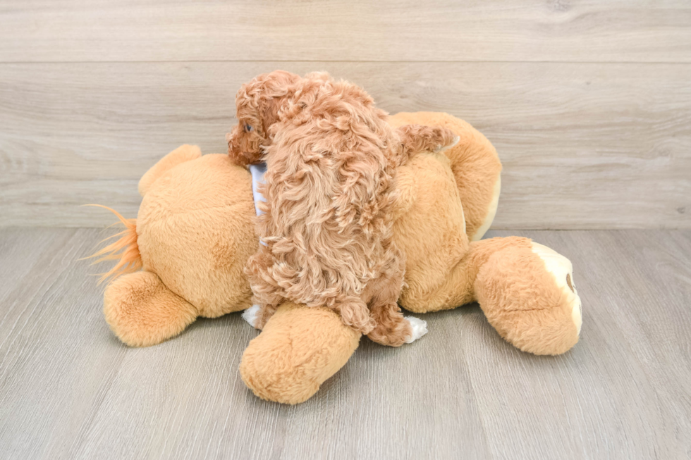 Maltipoo Puppy for Adoption