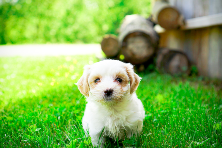 Cute Maltipoo Poodle Mix Pup