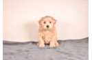 Maltipoo Puppy for Adoption