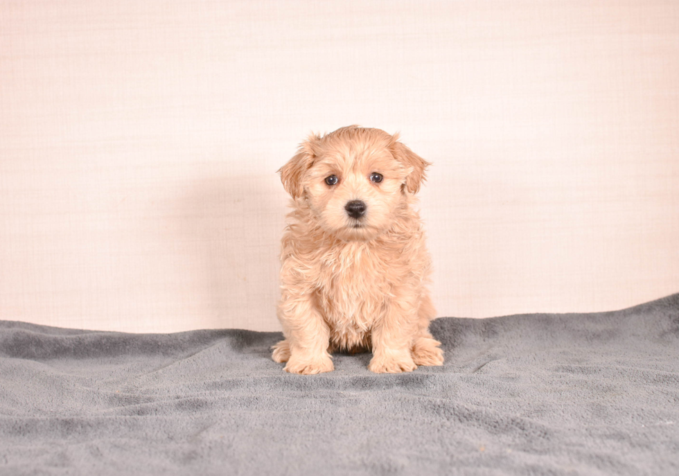 Maltipoo Puppy for Adoption