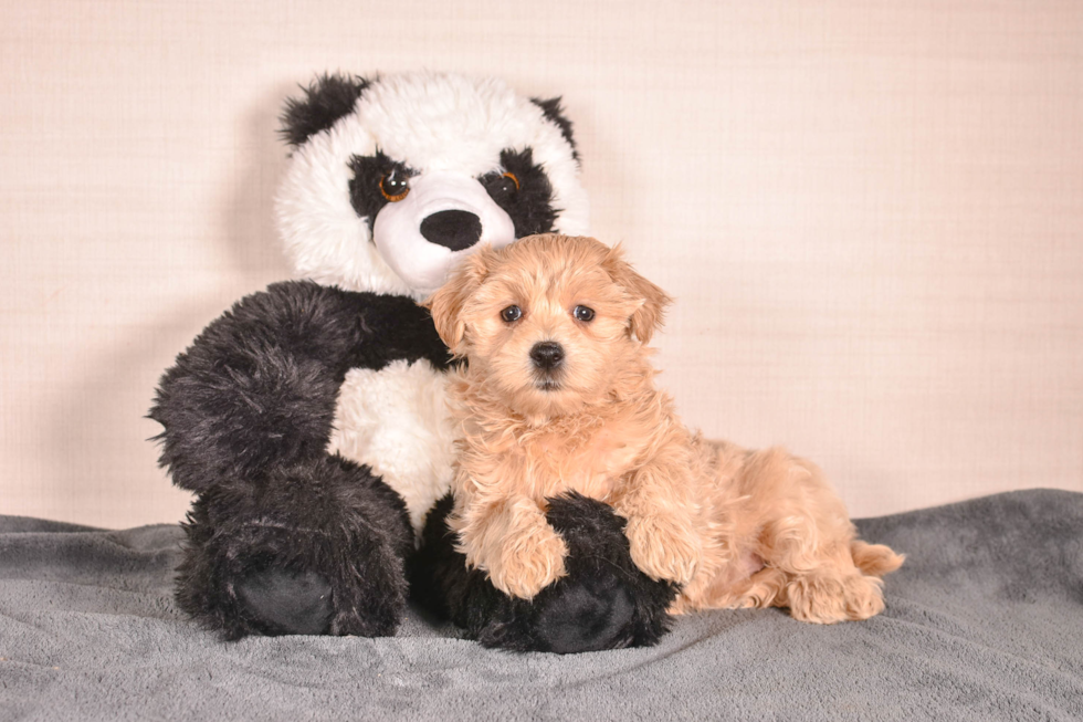 Cute Maltipoo Poodle Mix Pup