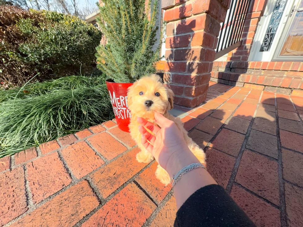 Cute Maltipoo Poodle Mix Pup