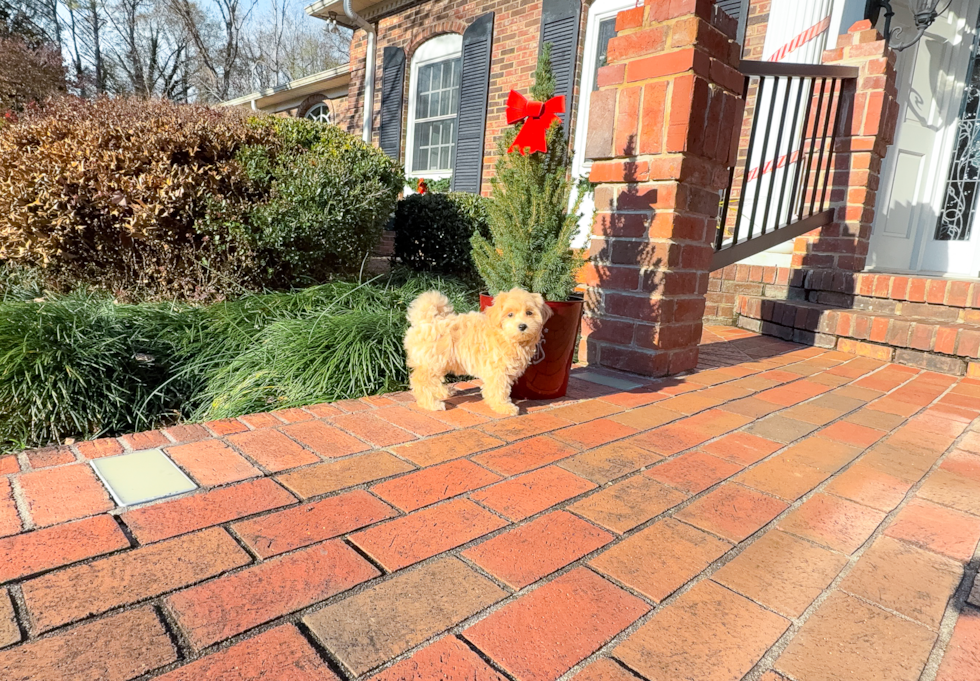 Cute Maltipoo Poodle Mix Pup