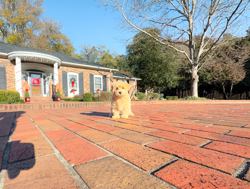 Maltipoo Pup Being Cute