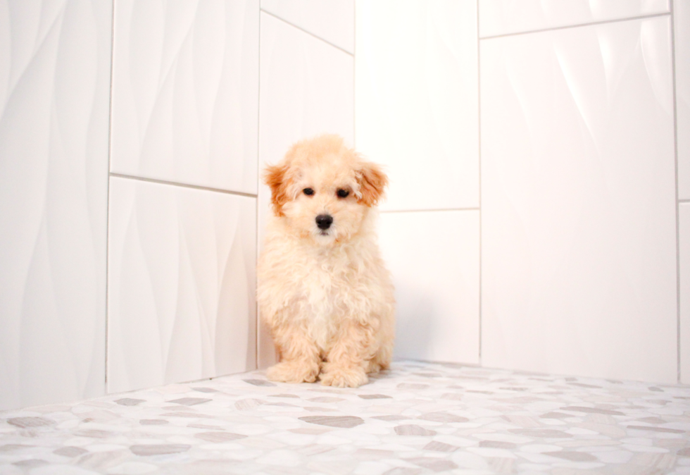 Maltipoo Puppy for Adoption