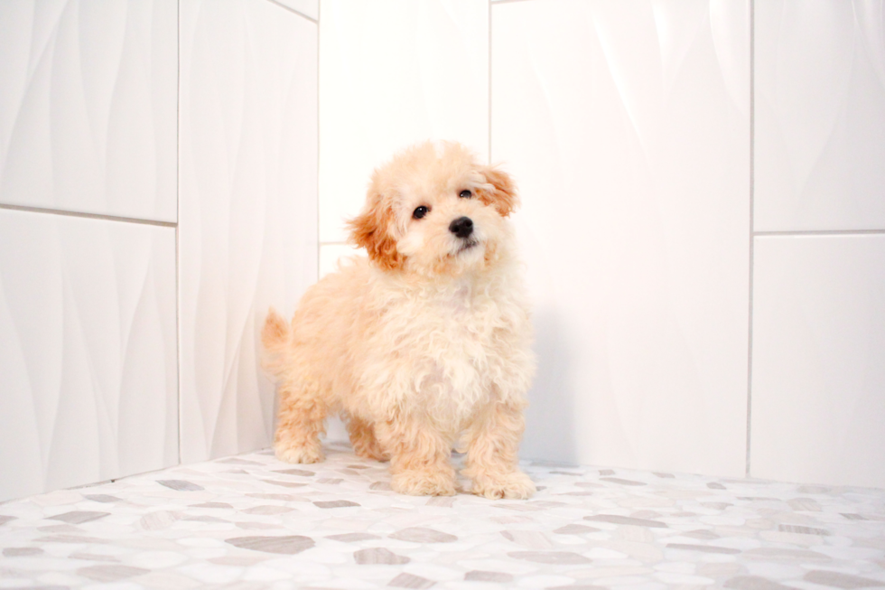 Best Maltipoo Baby