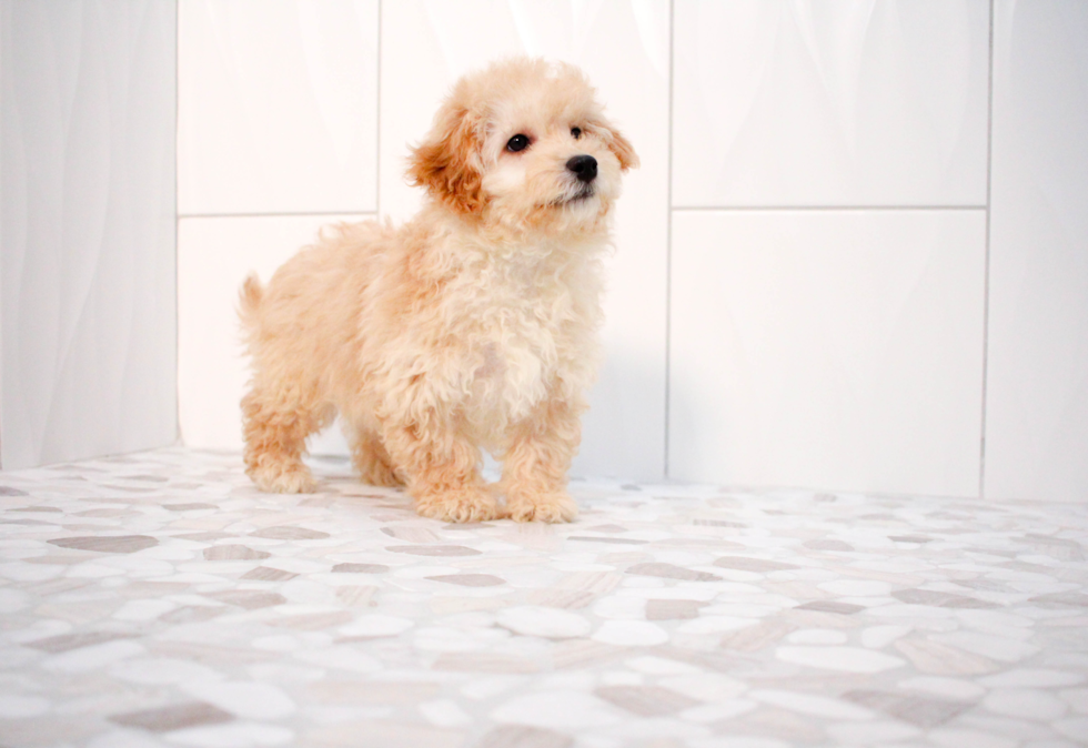 Cute Maltepoo Poodle Mix Puppy