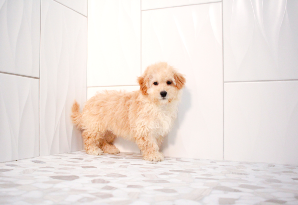 Cute Maltipoo Poodle Mix Pup