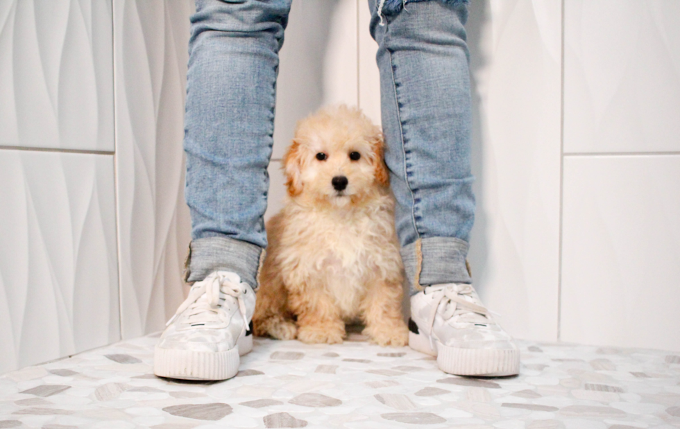 Cute Maltese Poodle Poodle Mix Puppy
