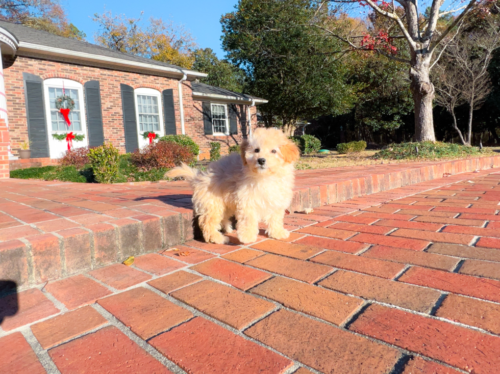 Cute Maltipoo Poodle Mix Pup