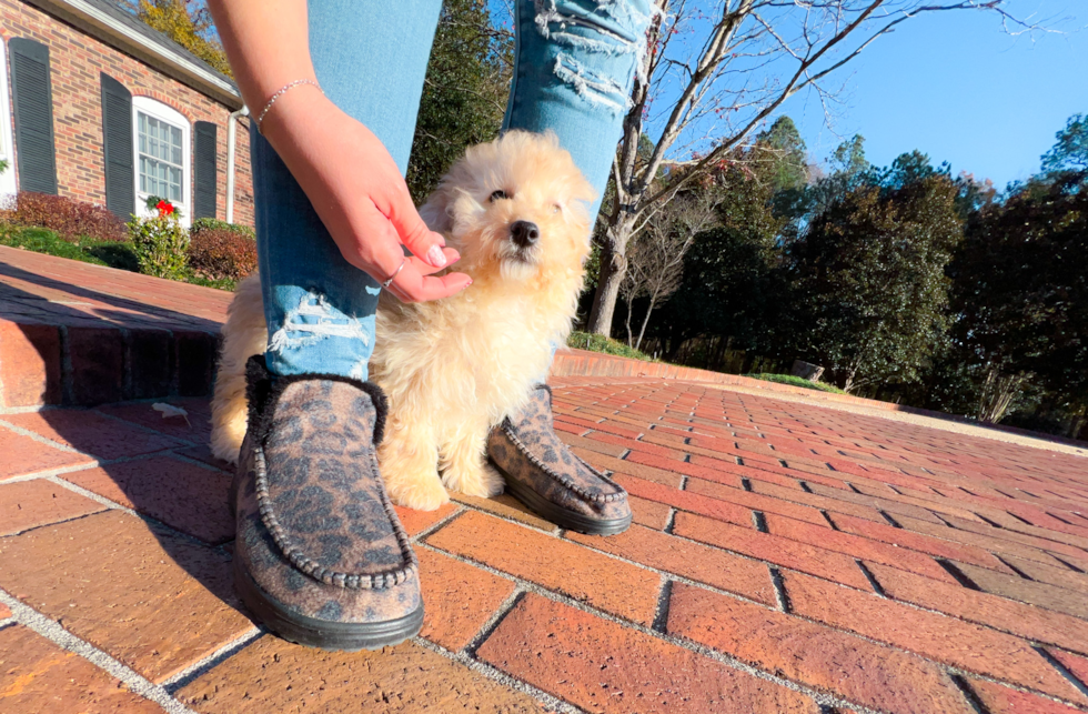 Cute Maltipoo Poodle Mix Pup