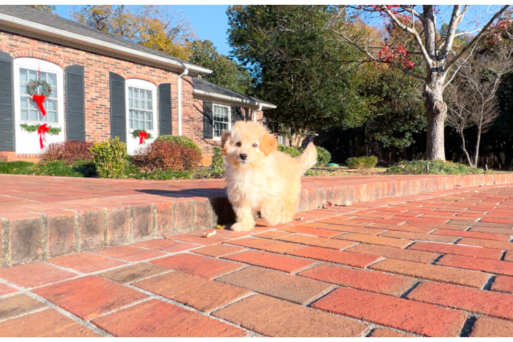 Maltipoo Pup Being Cute