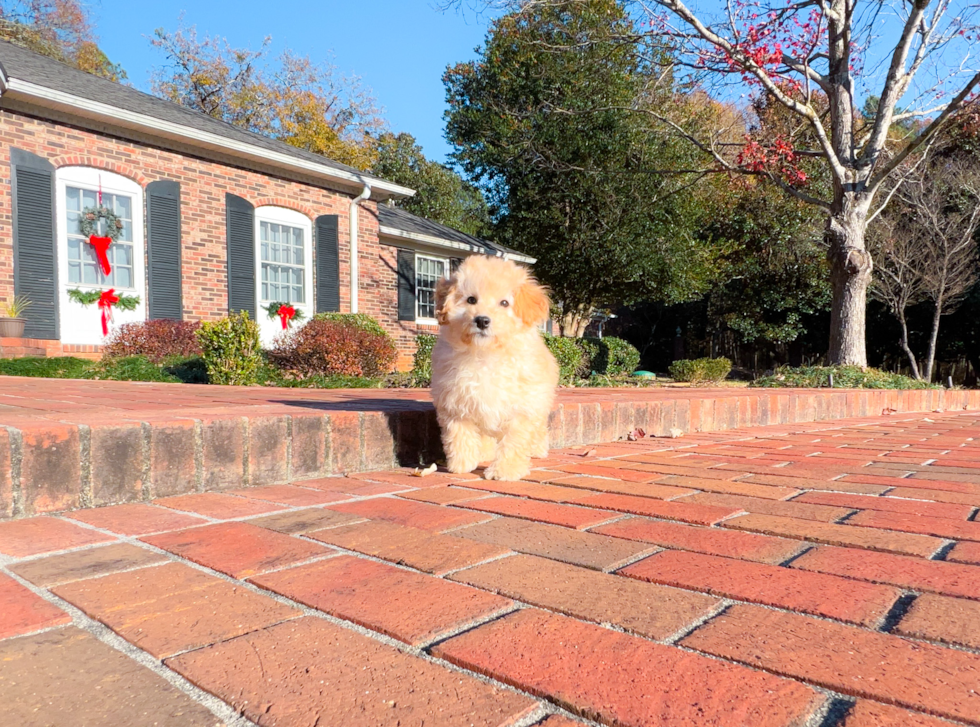 Cute Maltepoo Poodle Mix Puppy