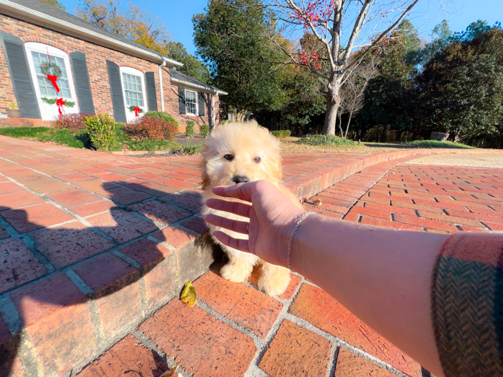 Maltipoo Pup Being Cute