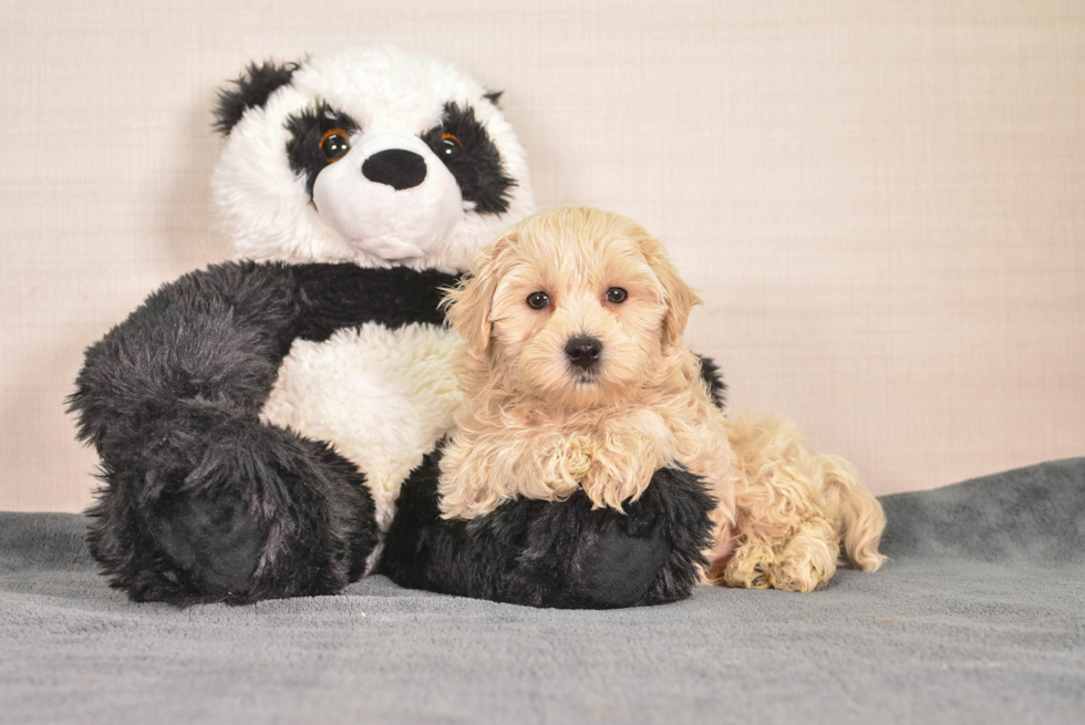 Maltipoo Pup Being Cute