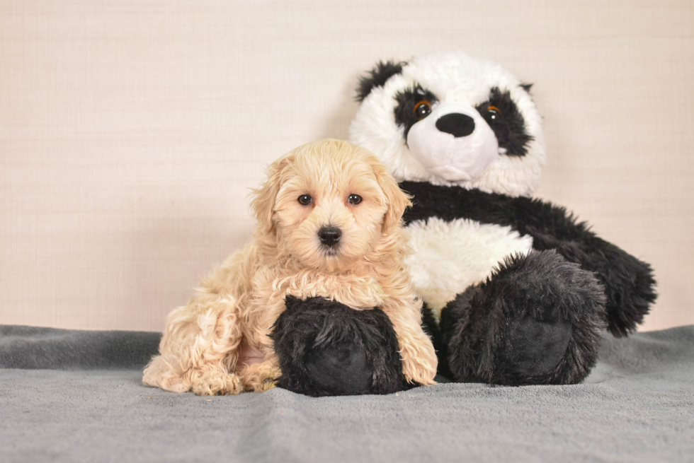 Cute Malt a Poo Poodle Mix Puppy