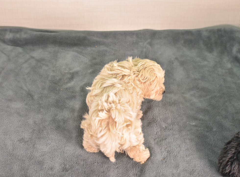 Maltipoo Pup Being Cute