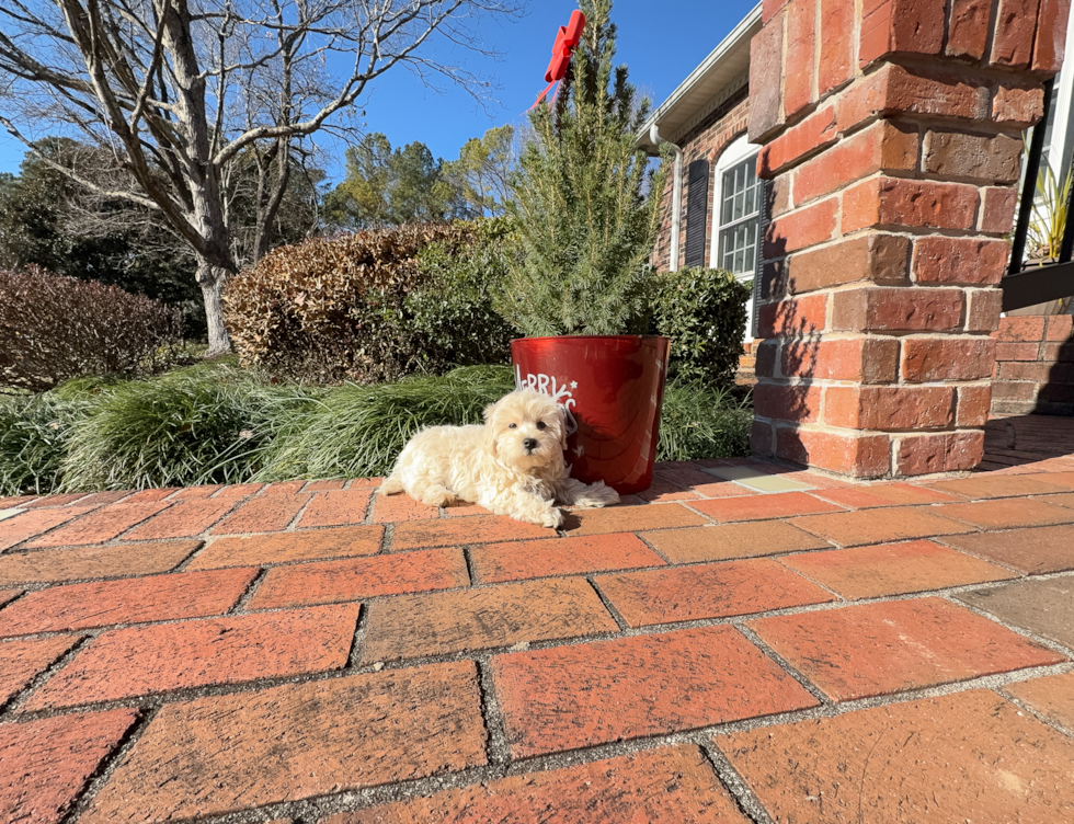 Maltipoo Puppy for Adoption