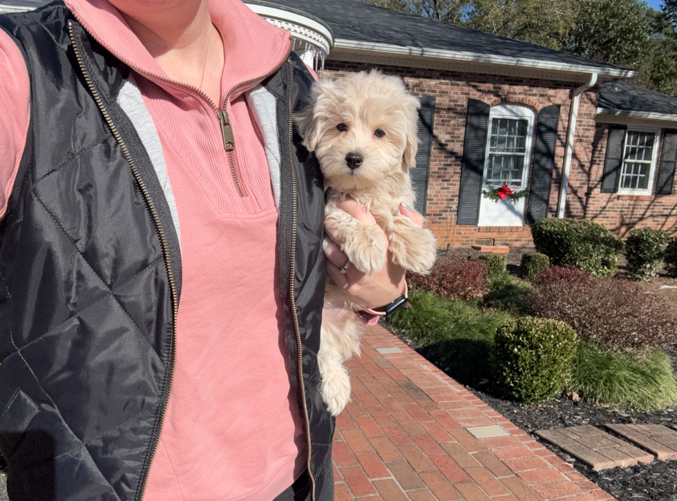 Maltipoo Pup Being Cute
