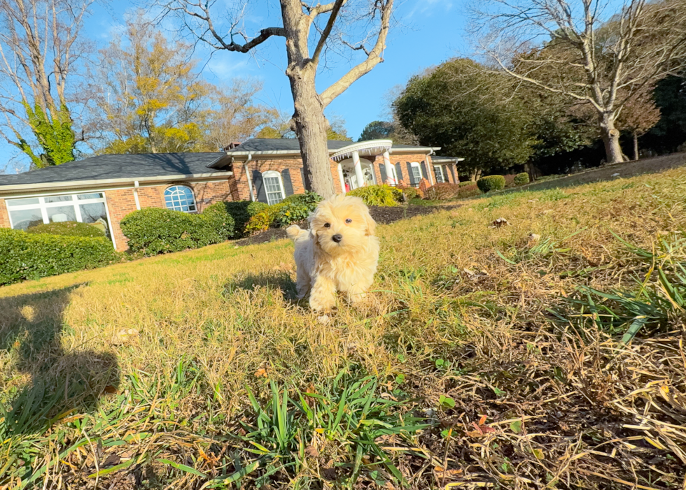 Cute Maltipoo Poodle Mix Pup