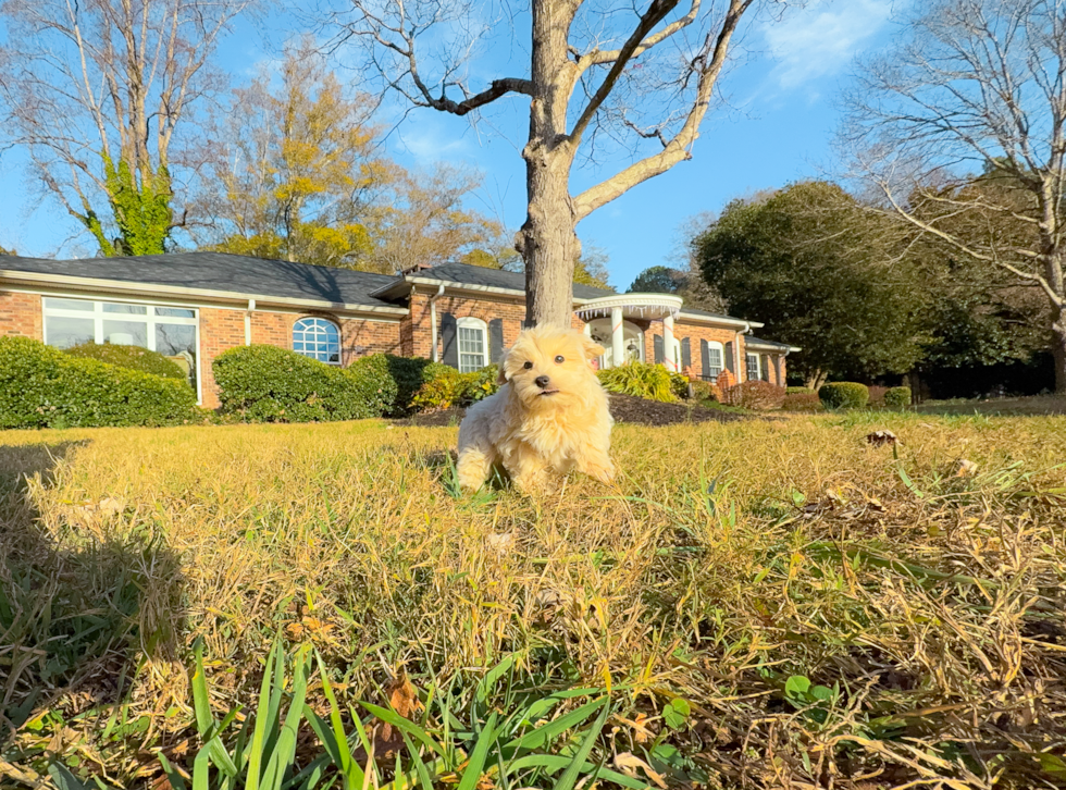 Cute Maltipoo Poodle Mix Pup