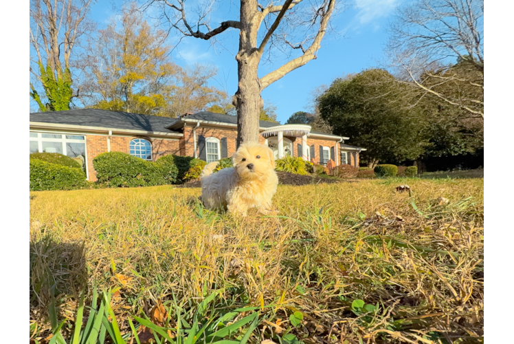 Cute Malt a Poo Poodle Mix Puppy
