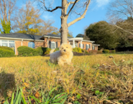 10 week old Maltipoo Puppy For Sale - Simply Southern Pups