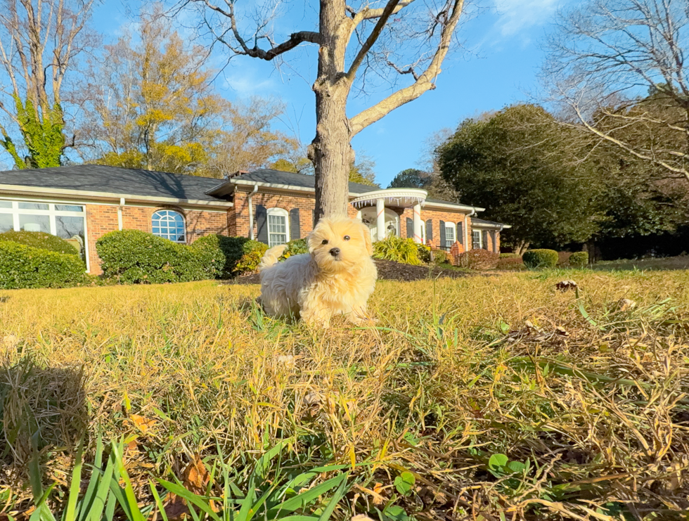Cute Malt a Poo Poodle Mix Puppy