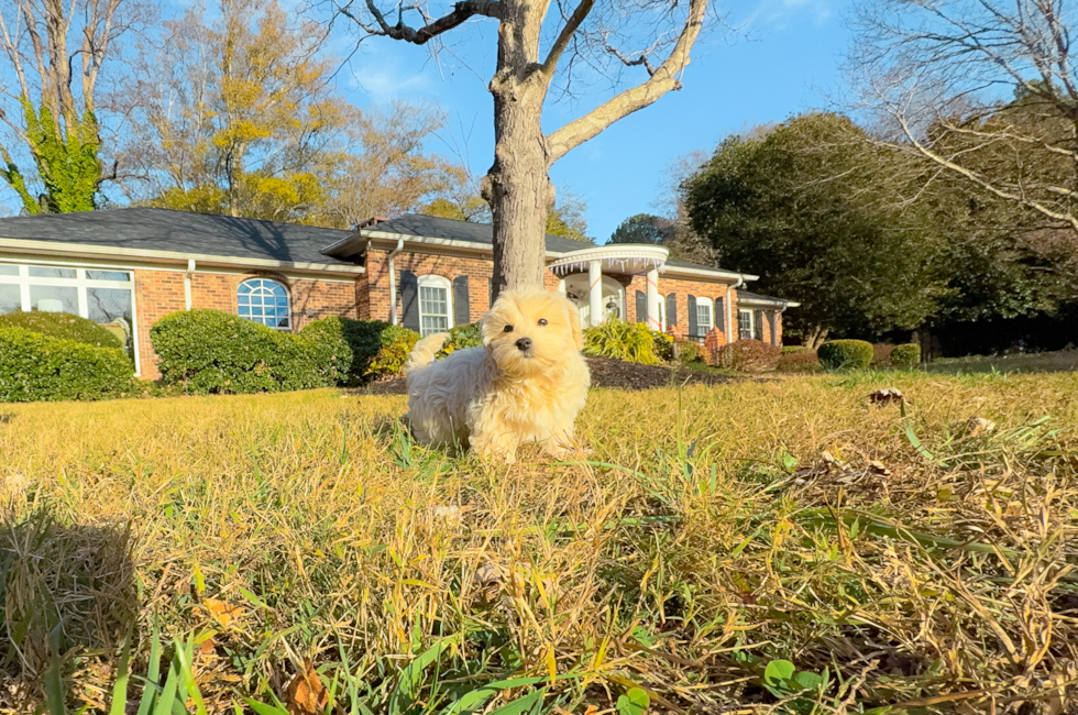 9 week old Maltipoo Puppy For Sale - Simply Southern Pups