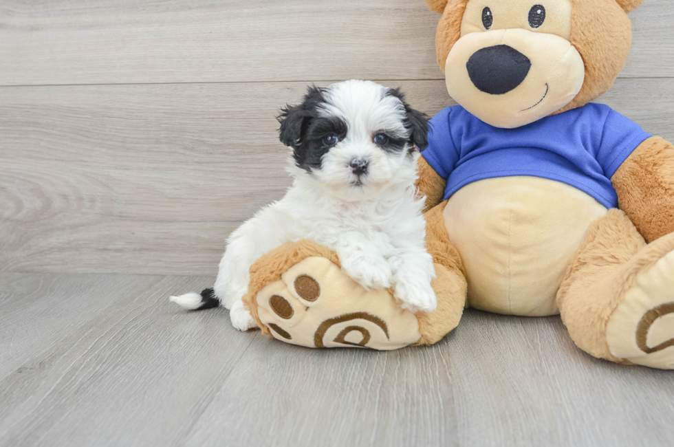 7 week old Maltipoo Puppy For Sale - Simply Southern Pups