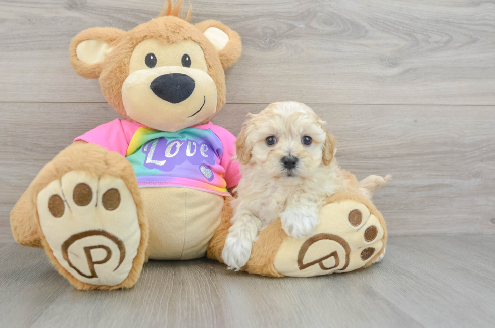 7 week old Maltipoo Puppy For Sale - Simply Southern Pups