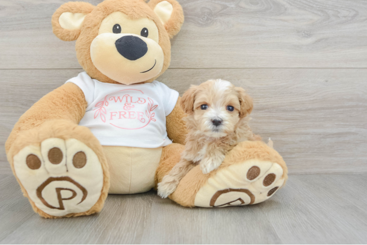 Happy Maltipoo Baby