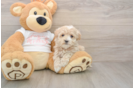 Maltipoo Puppy for Adoption
