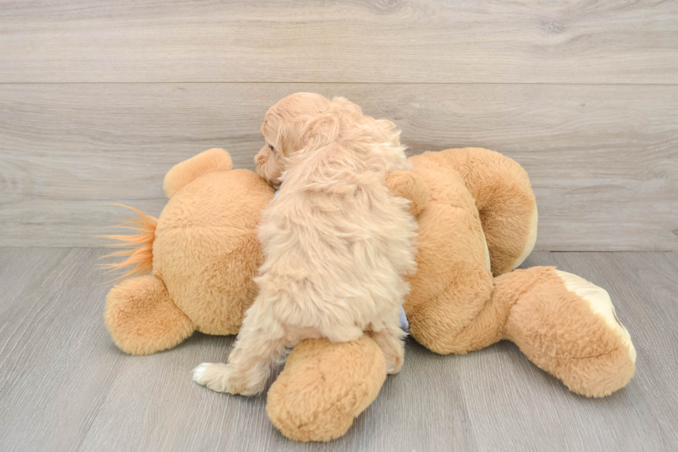 Maltipoo Pup Being Cute