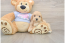 Fluffy Maltipoo Poodle Mix Pup
