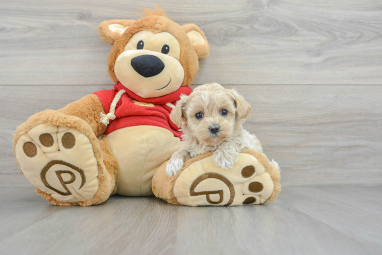 Adorable Maltepoo Poodle Mix Puppy