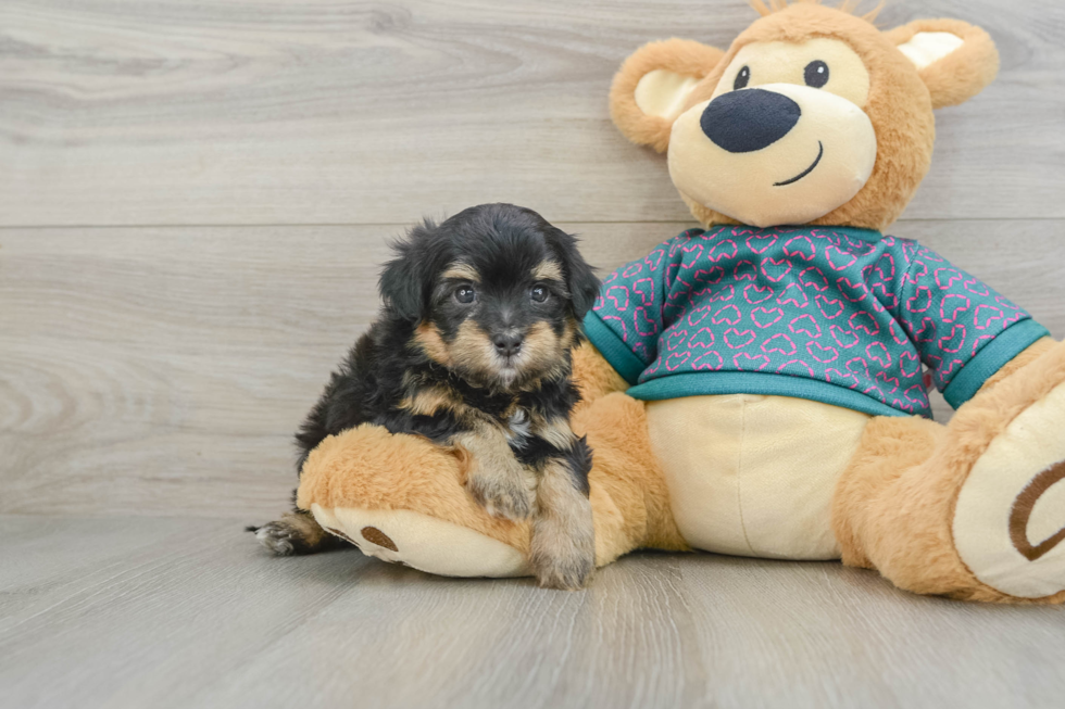 Sweet Maltipoo Baby