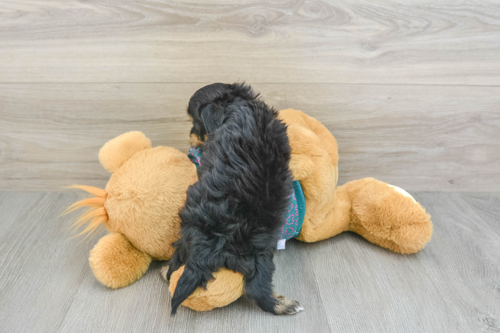 Popular Maltipoo Poodle Mix Pup