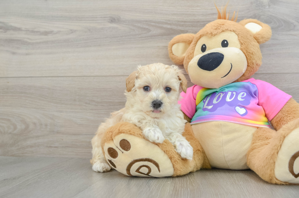 7 week old Maltipoo Puppy For Sale - Simply Southern Pups