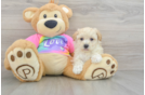 Maltipoo Puppy for Adoption