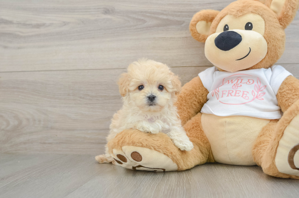 5 week old Maltipoo Puppy For Sale - Simply Southern Pups