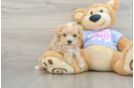Adorable Maltepoo Poodle Mix Puppy